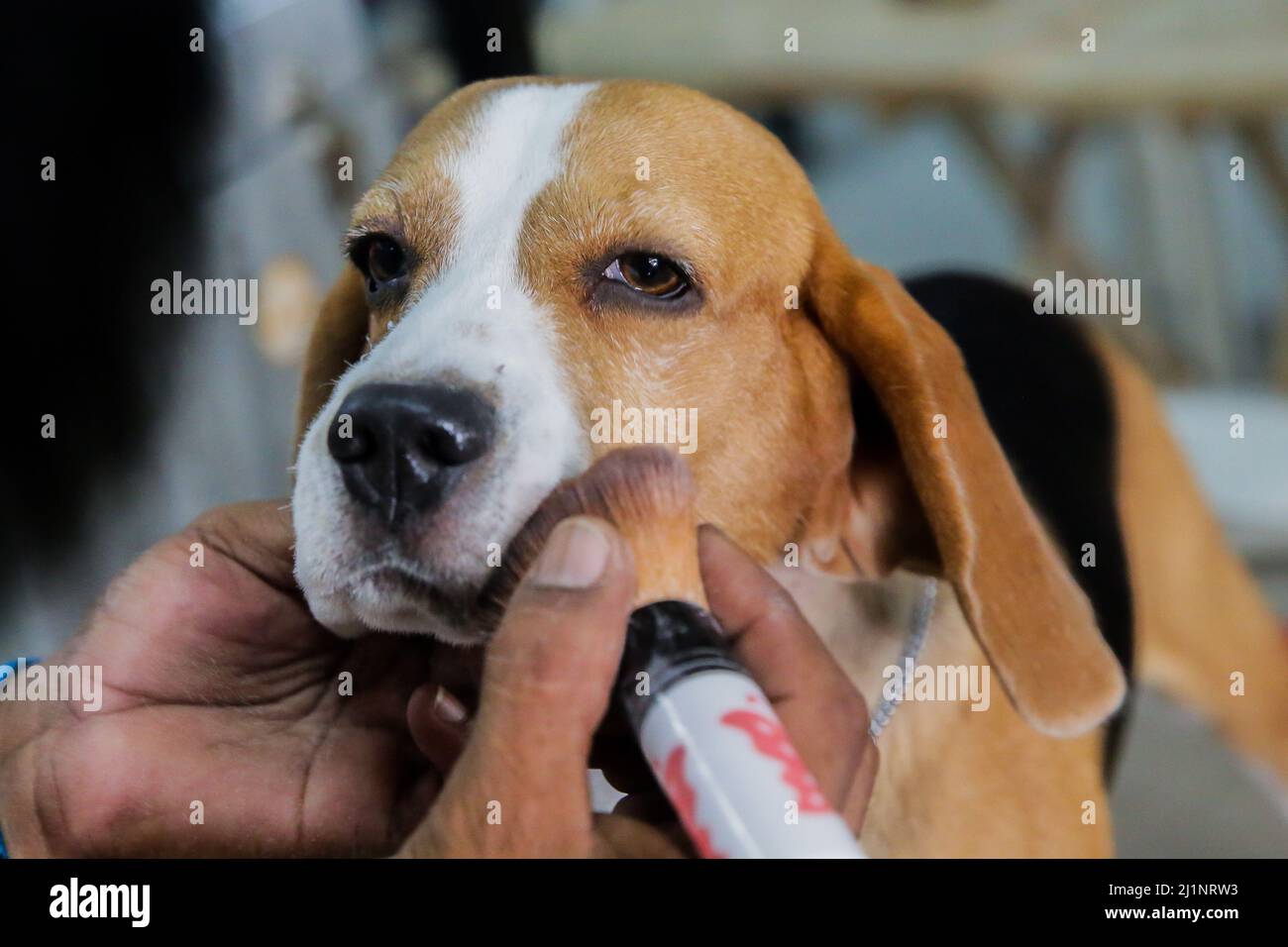 Marikina City. 27th Mar, 2022. A dog is groomed during the annual All-Breed Championship Dog Show in Marikina City, the Philippines on March 27, 2022. Hundreds of dogs of various breeds competed in the All-Breed Championship Dog Show here Sunday. Credit: Rouelle Umali/Xinhua/Alamy Live News Stock Photo