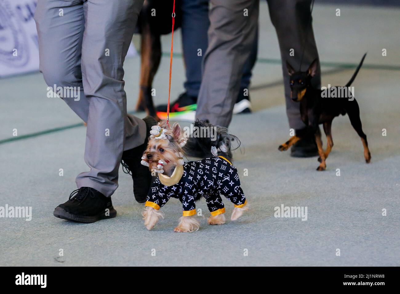 Marikina City. 27th Mar, 2022. Handlers present their dogs to judges during the annual All-Breed Championship Dog Show in Marikina City, the Philippines on March 27, 2022. Hundreds of dogs of various breeds competed in the All-Breed Championship Dog Show here Sunday. Credit: Rouelle Umali/Xinhua/Alamy Live News Stock Photo