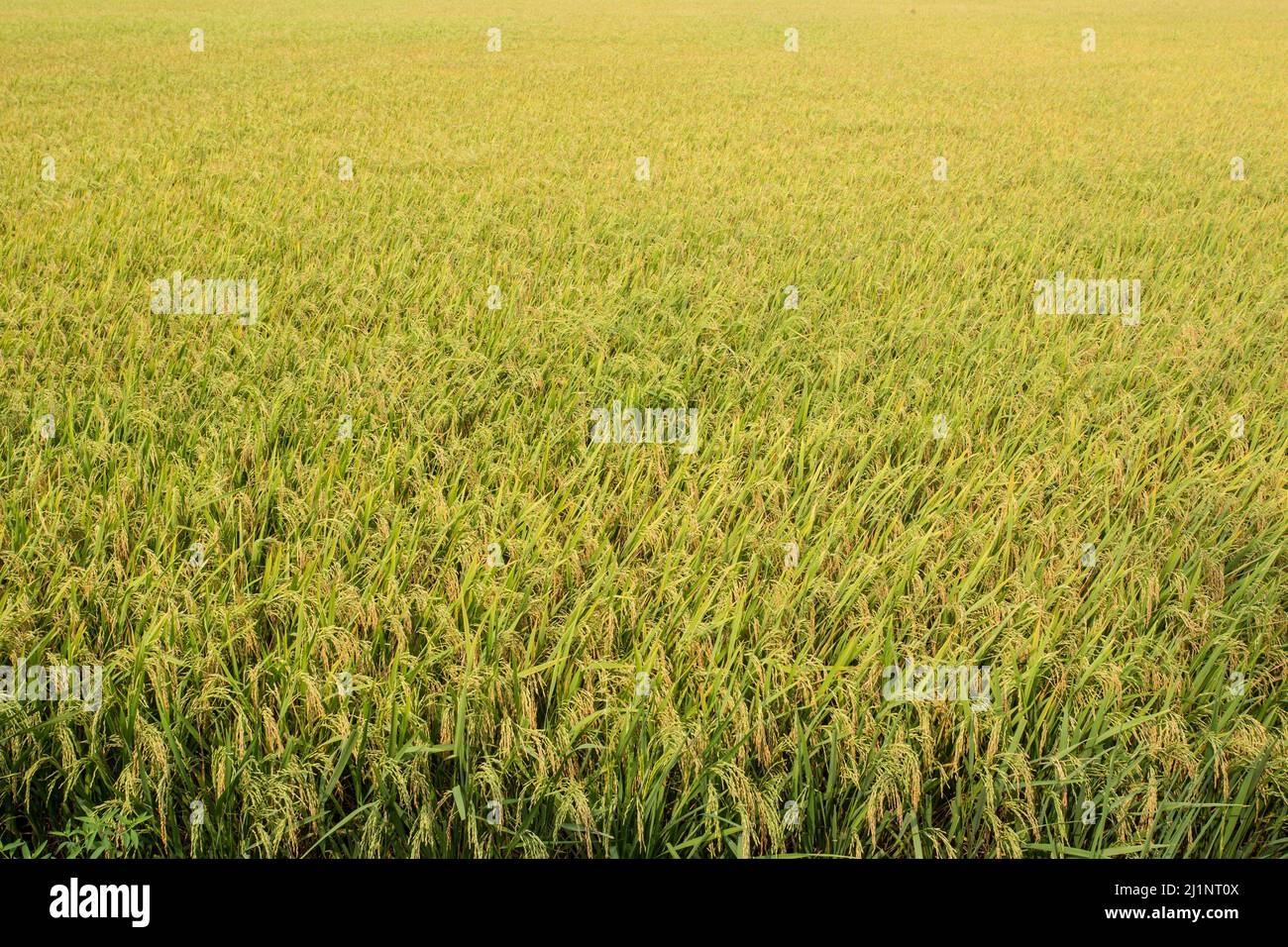 Yellow Vt Reedle Rice The yellow green rice in paddy rice field Stock Photo - Alamy