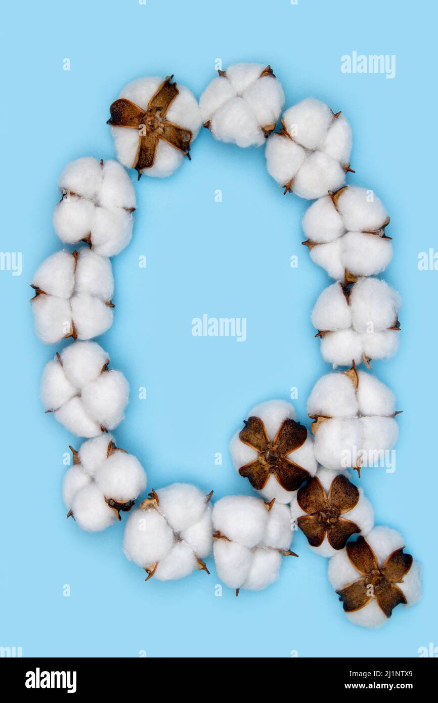 Letter Q made of cotton flowers and isolated on solid blue background. Floral alphabet concept. One letter of the set of cotton font easy to stacking. Stock Photo