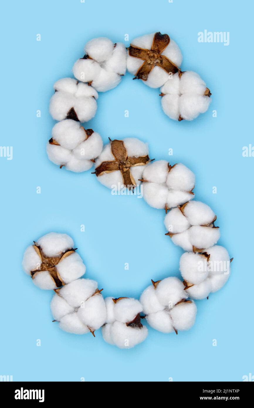 Letter S made of cotton flowers and isolated on solid blue background. Floral alphabet concept. One letter of the set of cotton font easy to stacking. Stock Photo