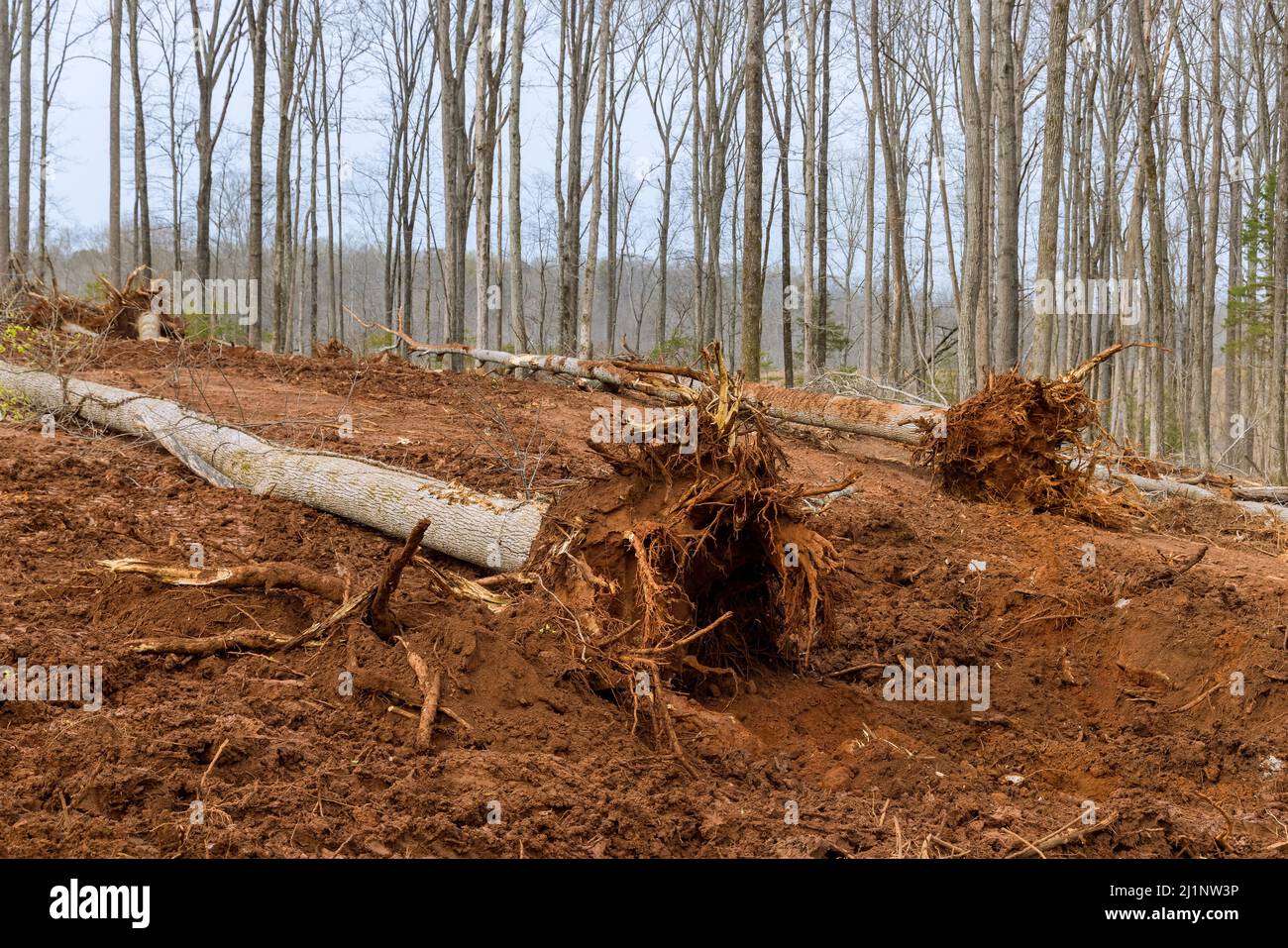 Removed tree root out of dirt when clearing forest tree area for housing new complex Stock Photo