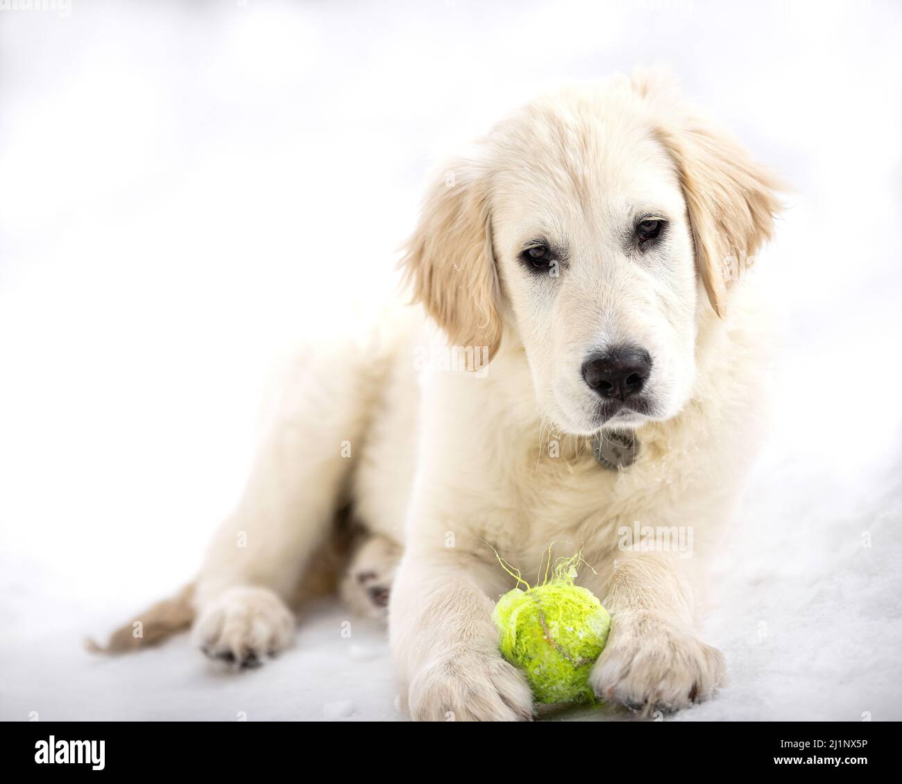 An English Cream Golden Retriever puppy in snow. Stock Photo