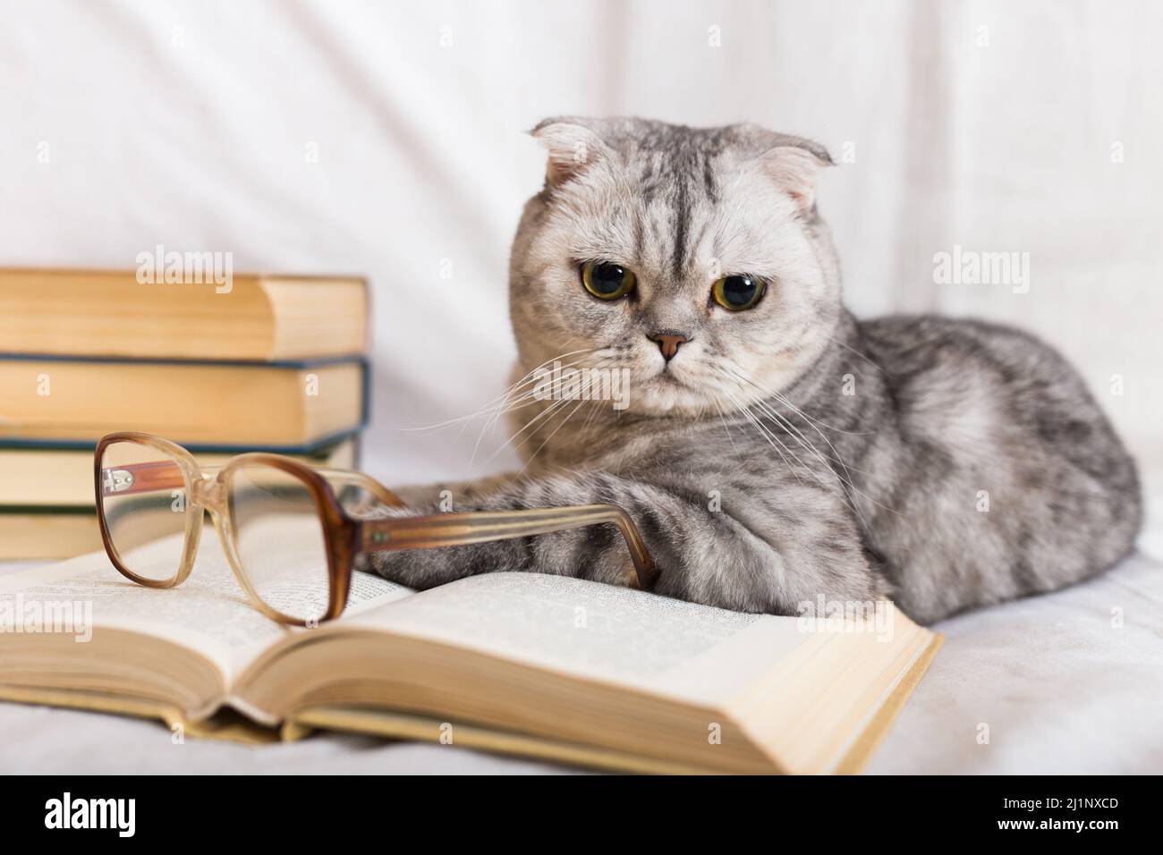Cute cat plays with glasses and open books close up Stock Photo