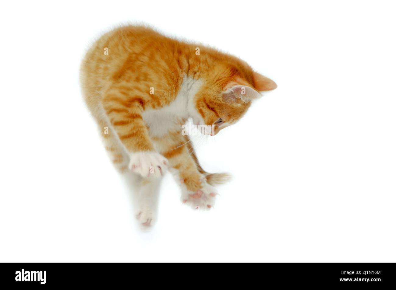 A sweet kitting is jumping into the air. Please note that the legs are in motion blur. Stock Photo