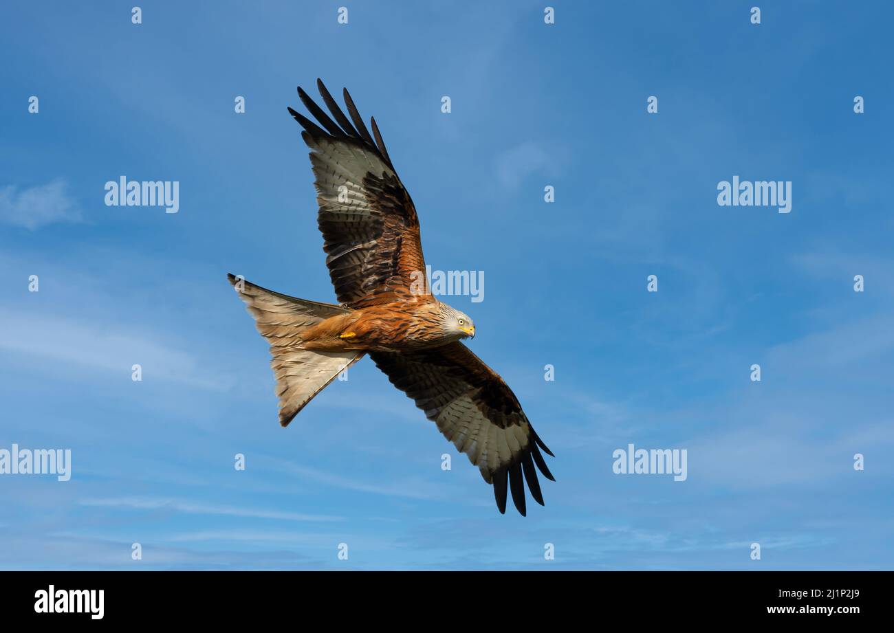 Close up of a Red kite in flight against blue sky, Chilterns, Oxfordshire, UK. Stock Photo
