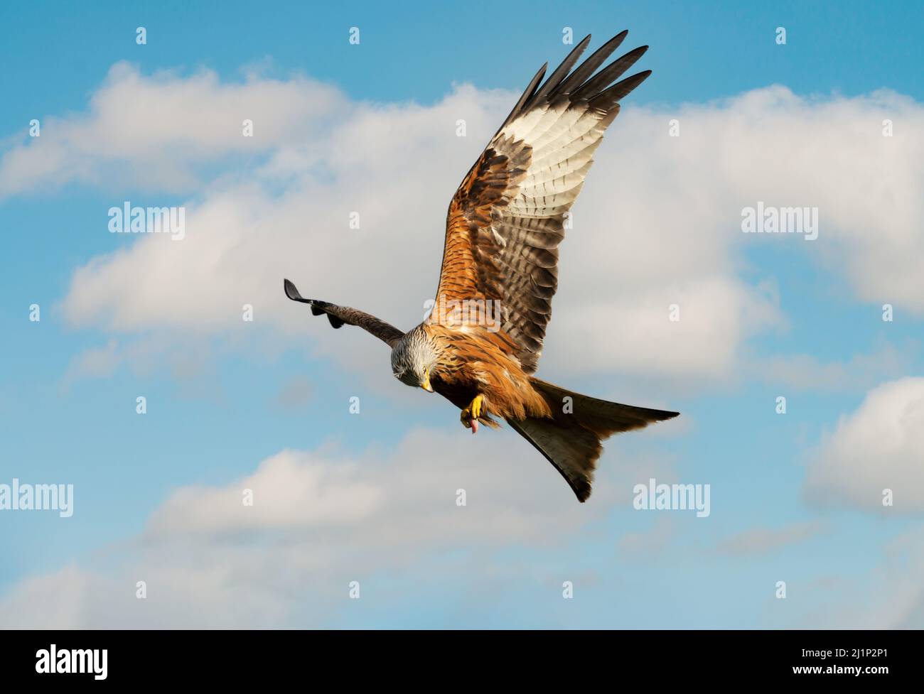 Close up of a Red kite in flight against blue sky, Chilterns, Oxfordshire, UK. Stock Photo