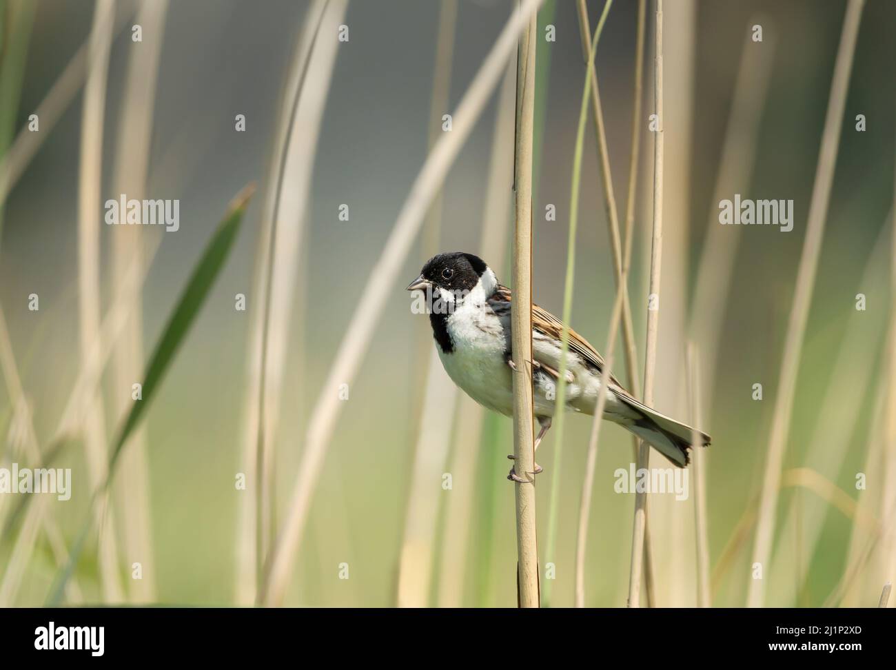 Close up of a perched common reed bunting, UK. Stock Photo
