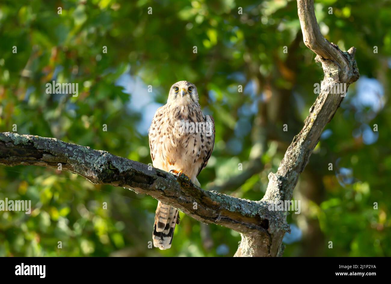 Close up of a common kestrel perched on a tree branch, United Kingdom. Stock Photo