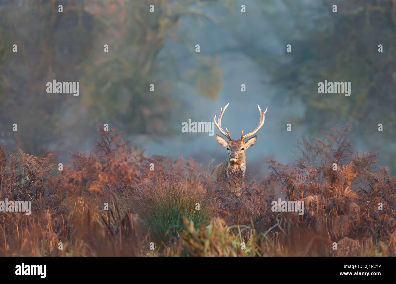 Close up of a young red deer stag standing in bracken in autumn, UK. Stock Photo