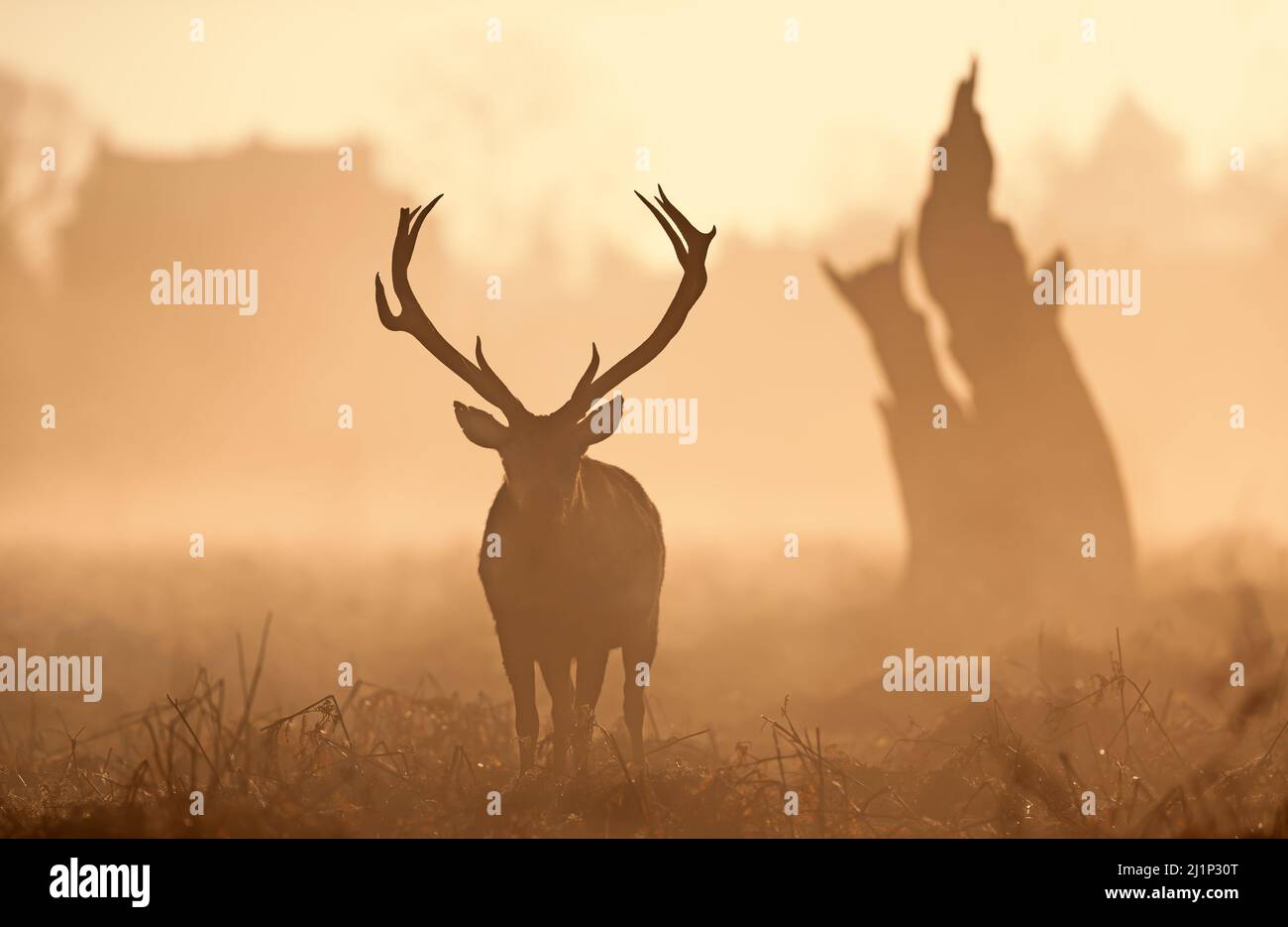 Silhouette of a red deer stag at sunrise. London, UK. Stock Photo