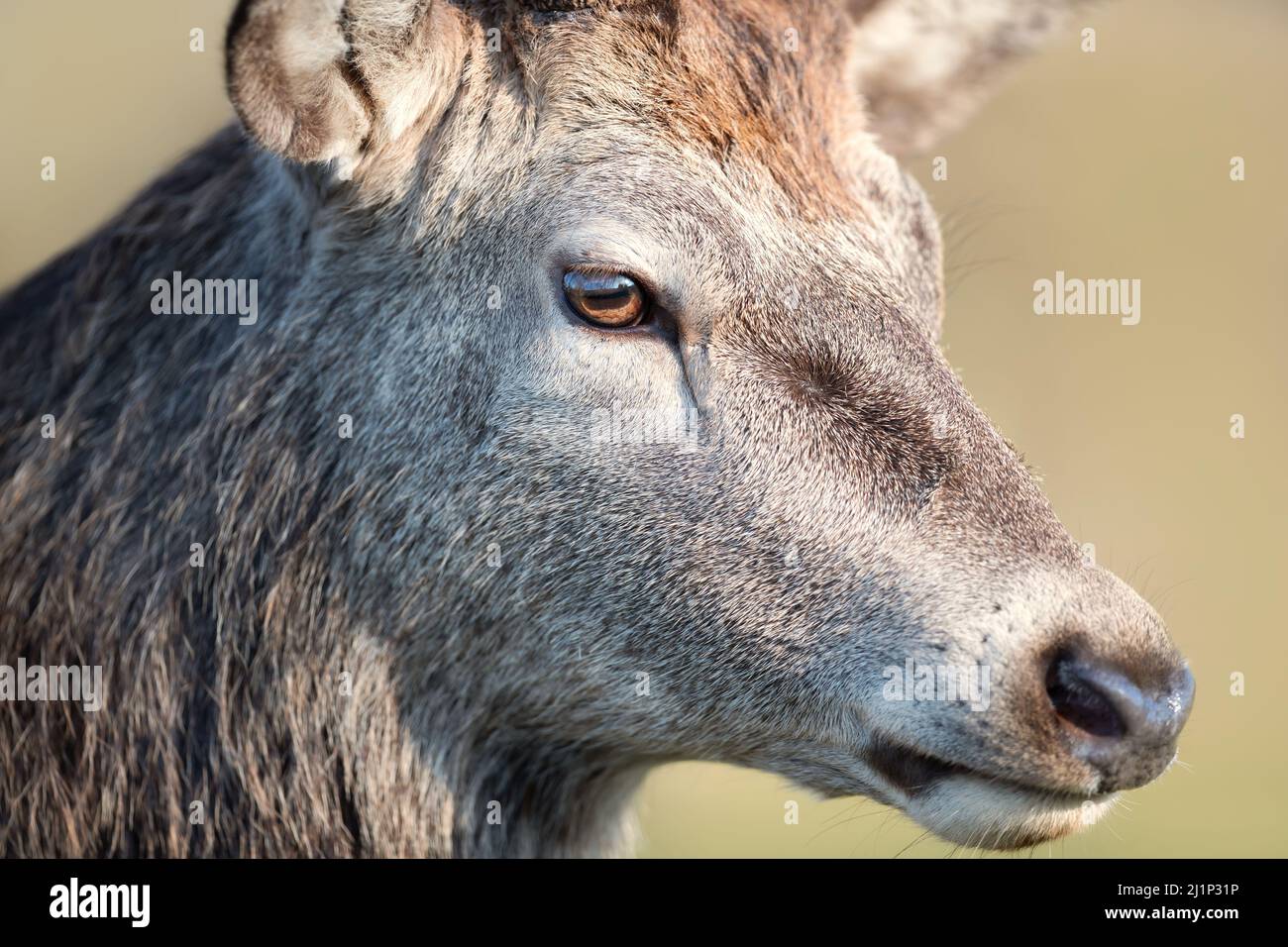 Portrait of a red deer stag against clear background, UK. Stock Photo
