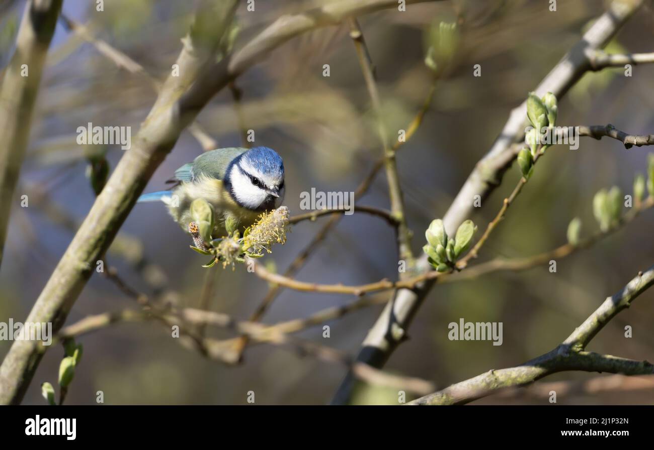 Blue tit (cyanistes caeruleus) perched on a pussy willow with catkins in spring, UK. Stock Photo