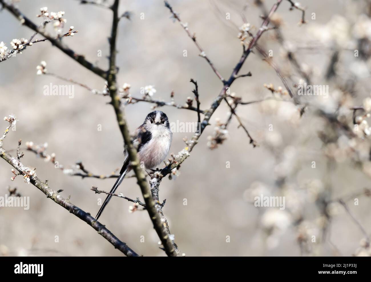 Long tailed tit perched on branch with blossoms in spring, England. Stock Photo