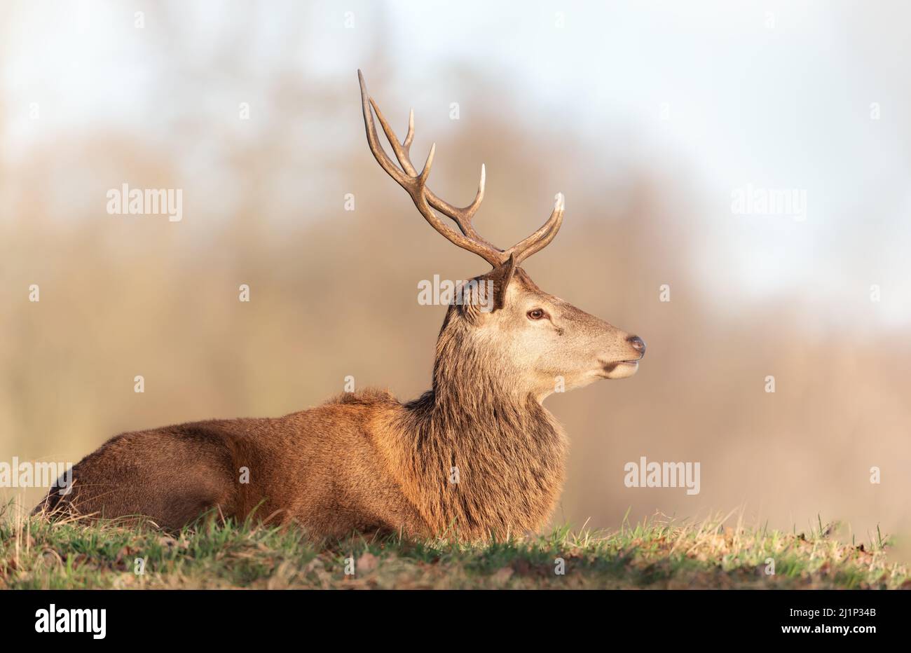 Portrait of a red deer stag lying on grass, United Kingdom. Stock Photo