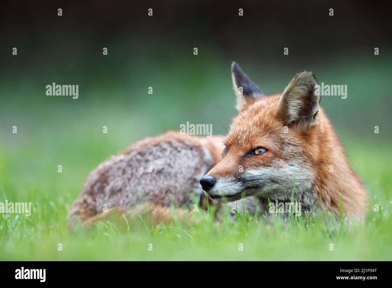 Close up of a red fox (Vulpes vulpes) lying on green grass in summer, England. Stock Photo