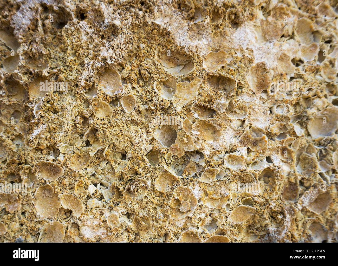 shell rock texture close up Stock Photo Alamy