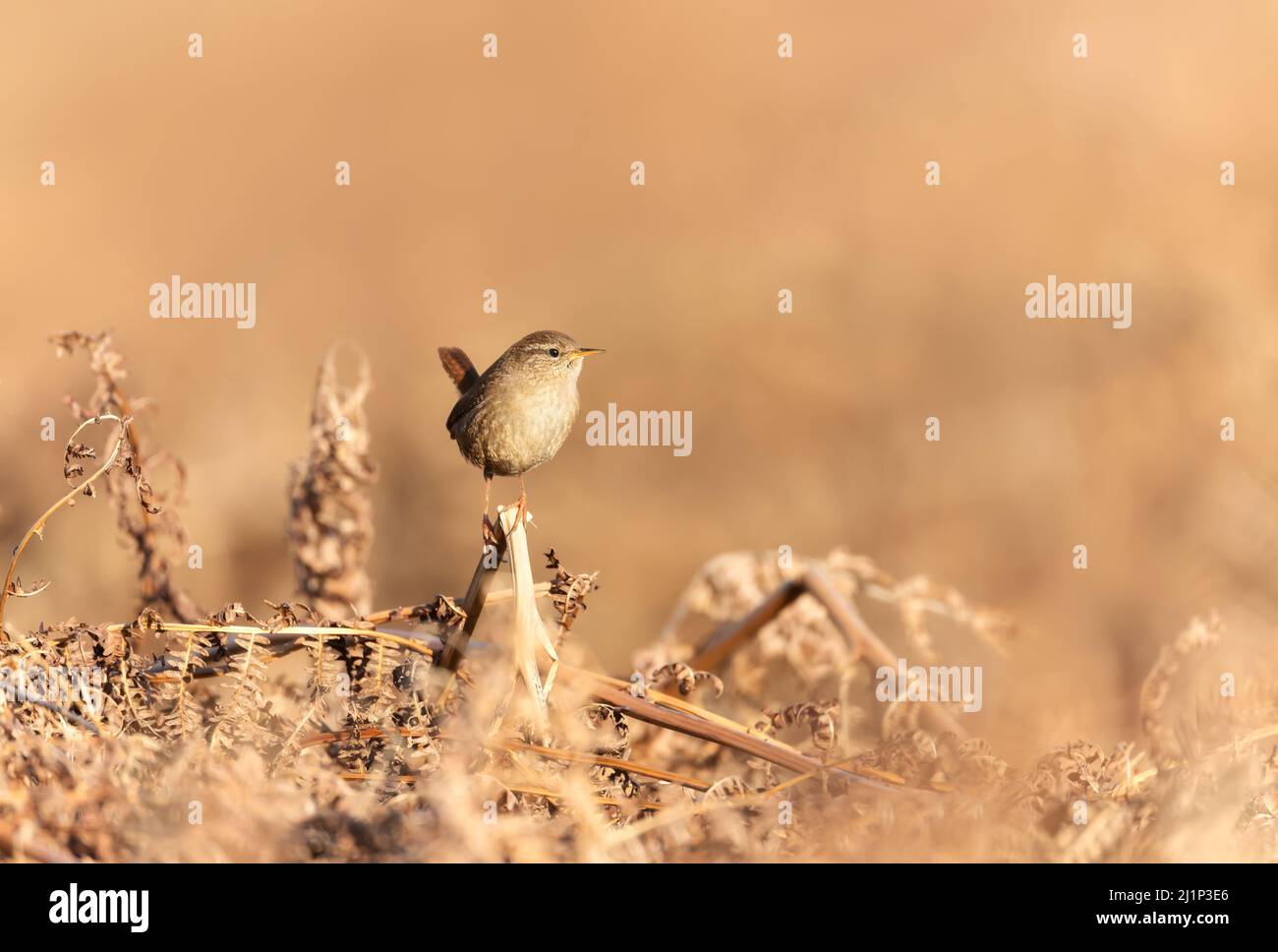 Close up of a wren perched on a fern branch in autumn, UK. Stock Photo