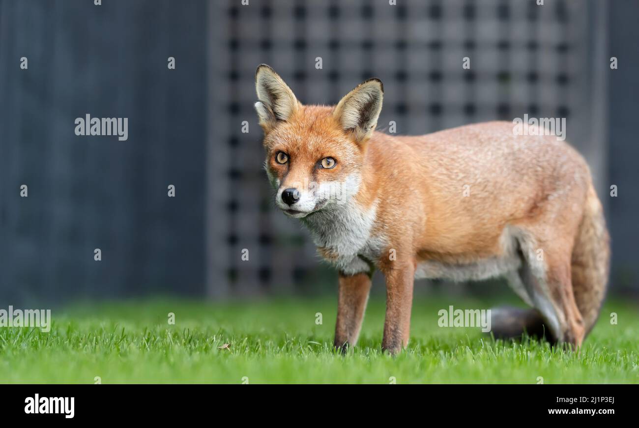 Close up of a red fox (Vulpes vulpes) on green grass in a garden, United Kingdom. Stock Photo