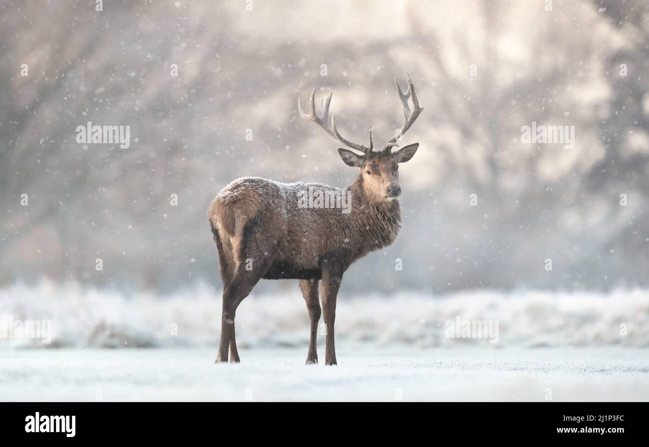 Close up of a Red deer stag in the falling snow in winter, UK. Stock Photo
