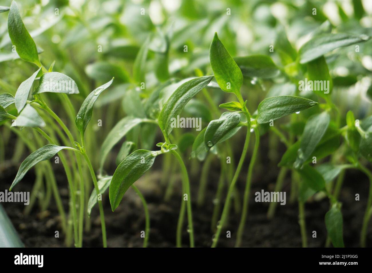 sprouted sprouts of bell pepper Stock Photo