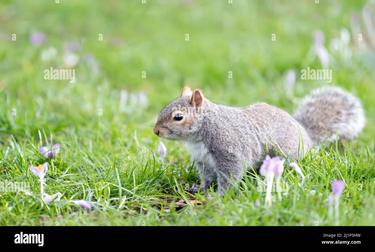 Close-up of a Grey Squirrel in a field with purple crocus, spring in UK. Stock Photo