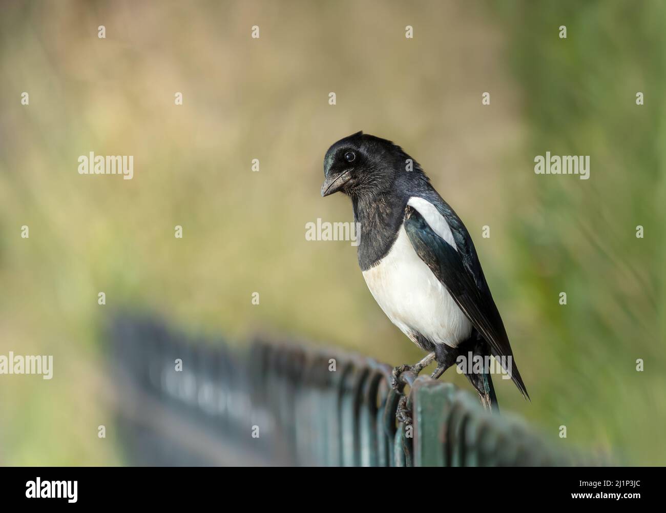 Close up of an Eurasian Magpie perched on a metal fence in a park, UK. Stock Photo