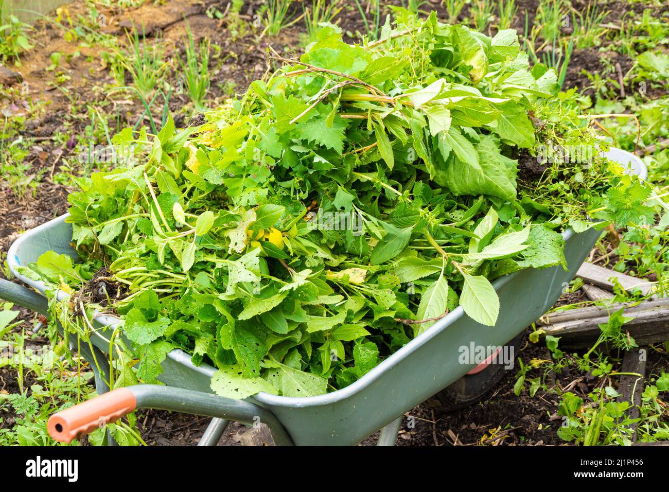 use of weeds pulled out as a result of weeding as mulch to cover the