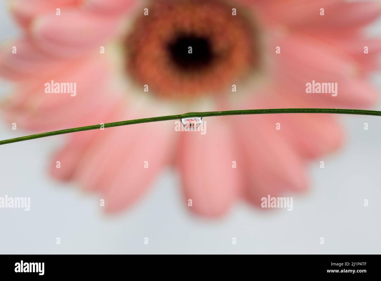 Water Drop Reflection With Pink Gerbera Flower Stock Photo