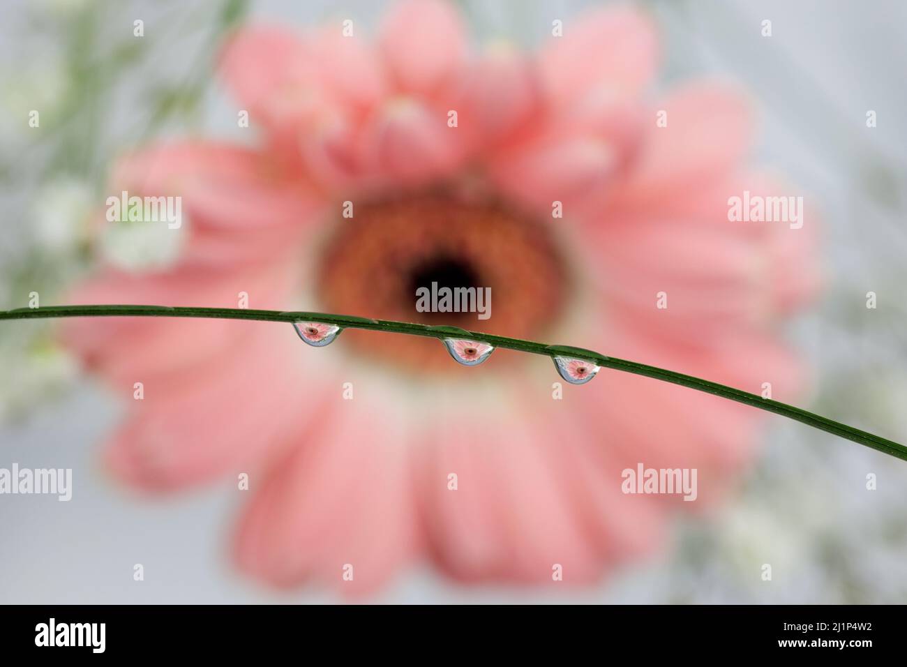 Water Drop Reflection With Pink Gerbera Flower Stock Photo