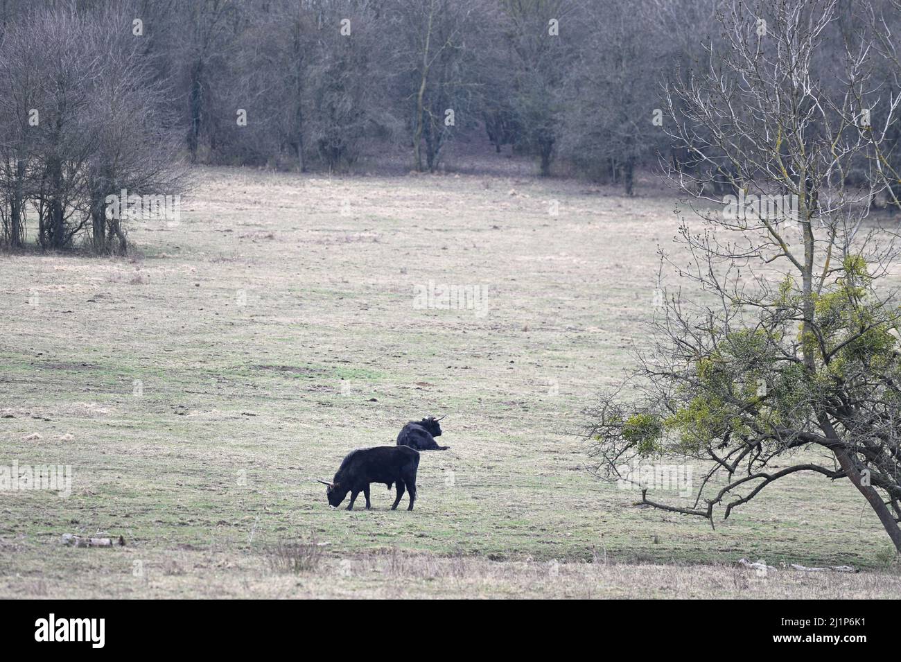 The Heck cattle (Bos primigenius f.taurus) in the Lainzer Tiergarten is one of several aurochs-like cattle Stock Photo