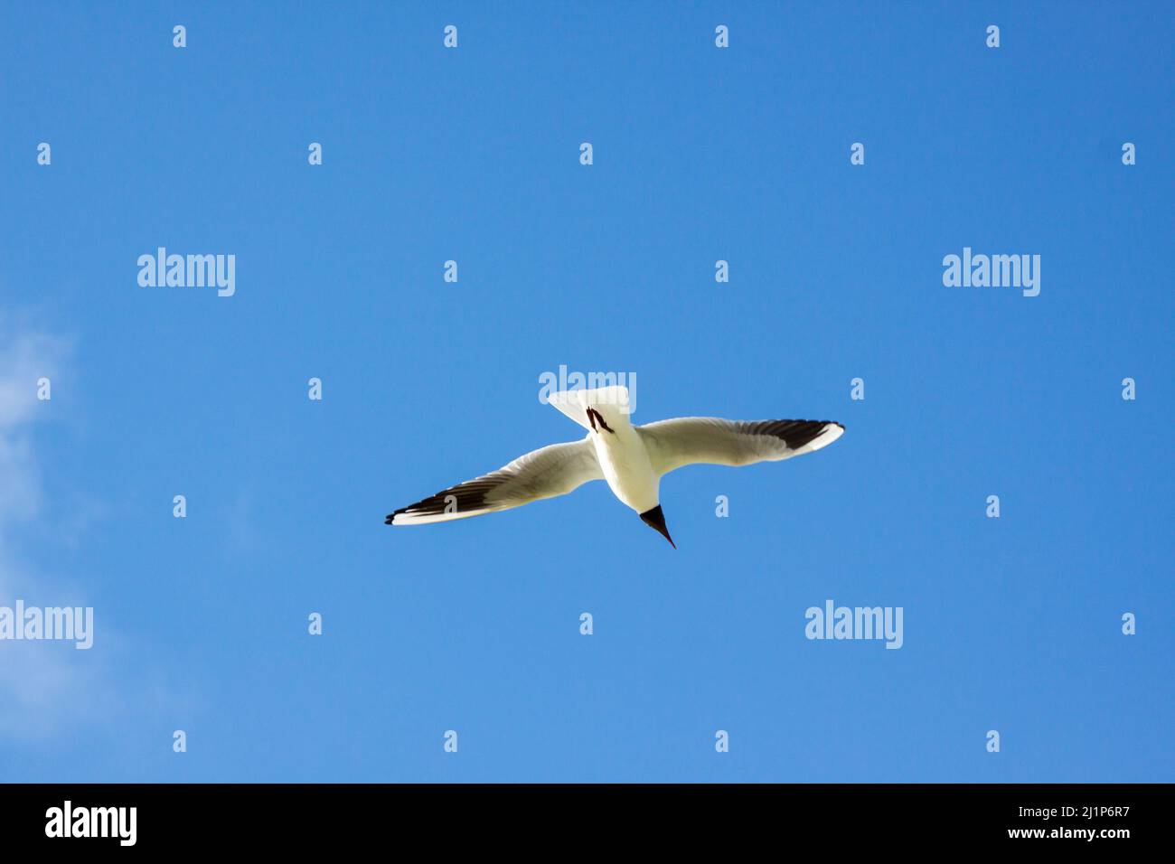 seagull, black-headed gull Stock Photo