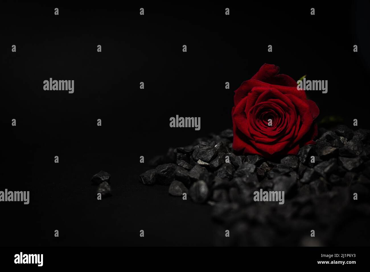 red rose on black background Stock Photo