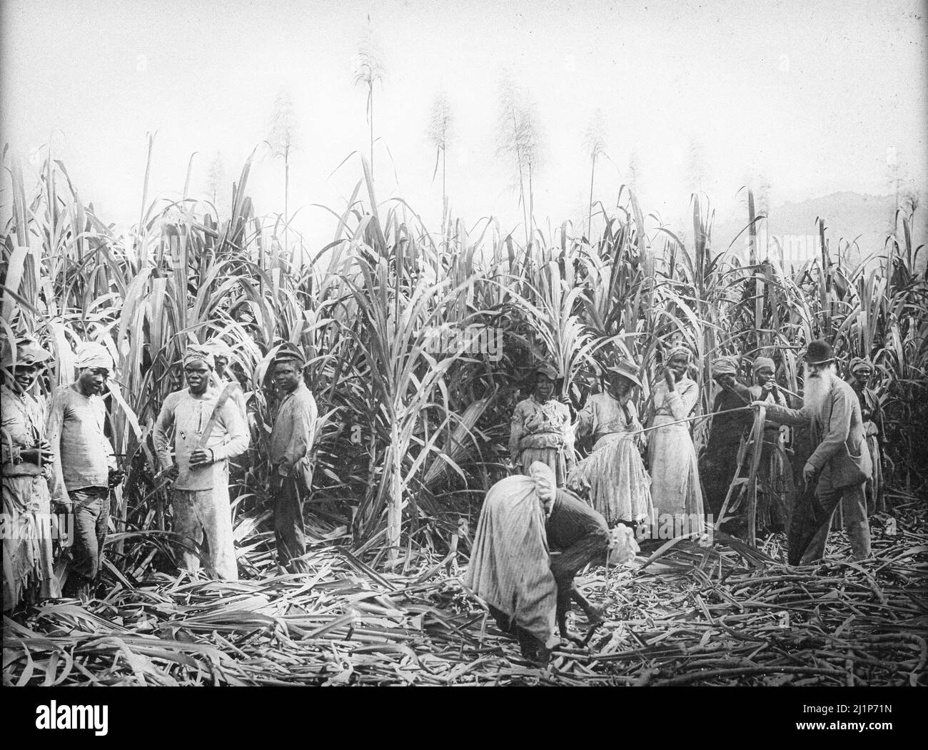 Sugar cane farming history Black and White Stock Photos & Images Alamy