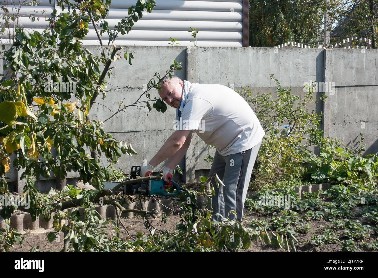 man working in the garden cutting down old trees Stock Photo - Alamy
