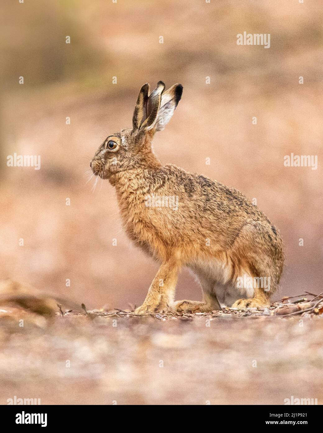 hare in the forest looking for food Stock Photo