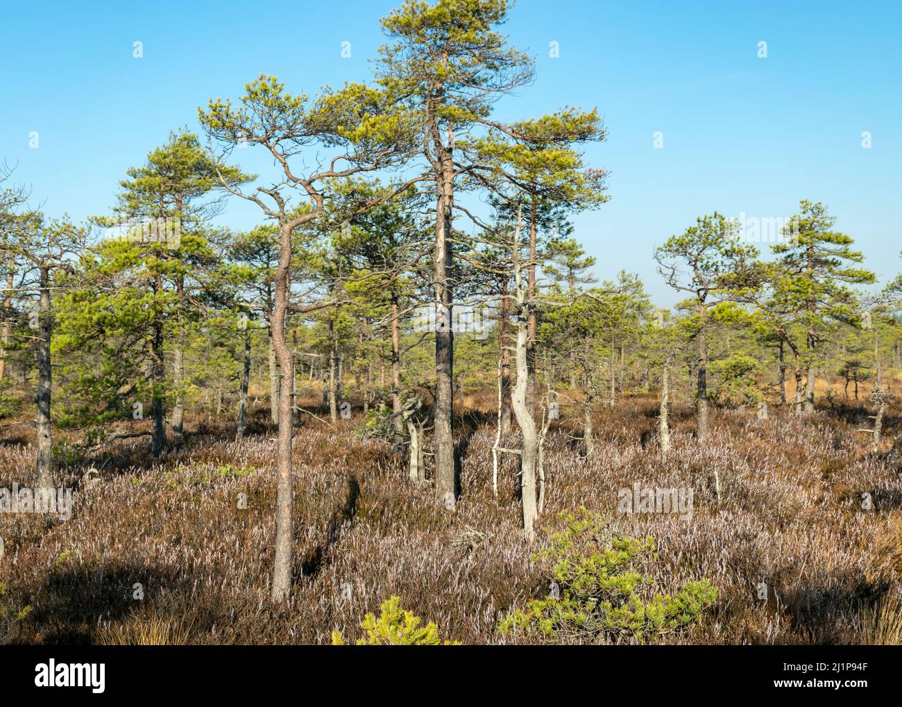 autumn characteristic colors in nature, bog plants painted in brown