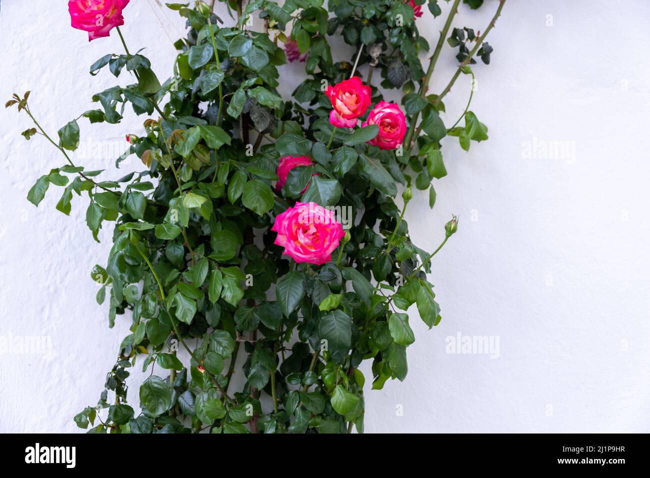 Climbing bright pink rose, ornamental thorny long lived and aromatic plant grows up on white wall background. Branch with lush green leaf, bud, fresh Stock Photo