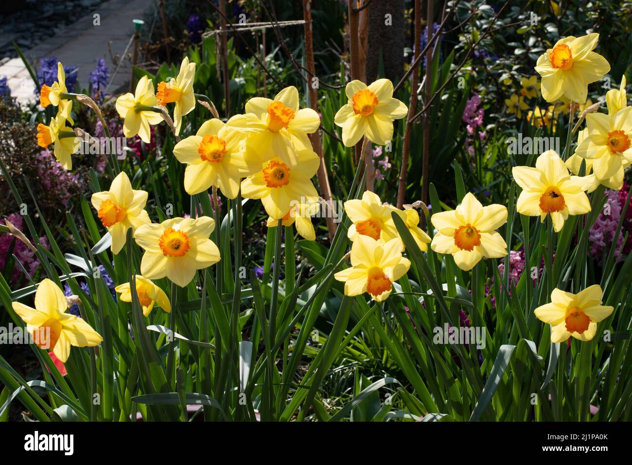 Daffodil (Narcissus) Red Devon Stock Photo