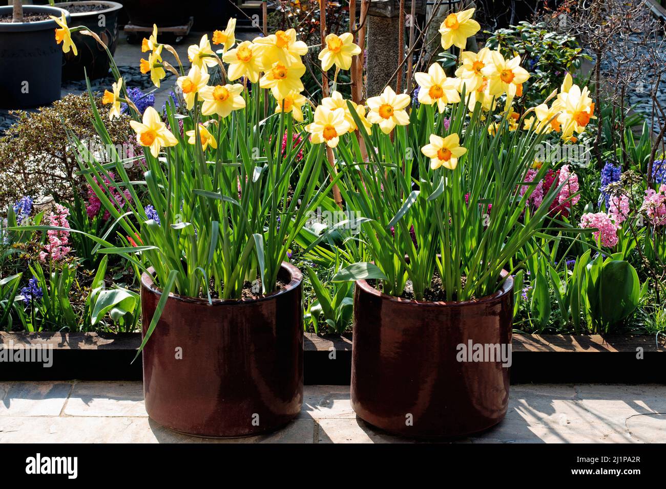 Red devon daffodil hires stock photography and images Alamy