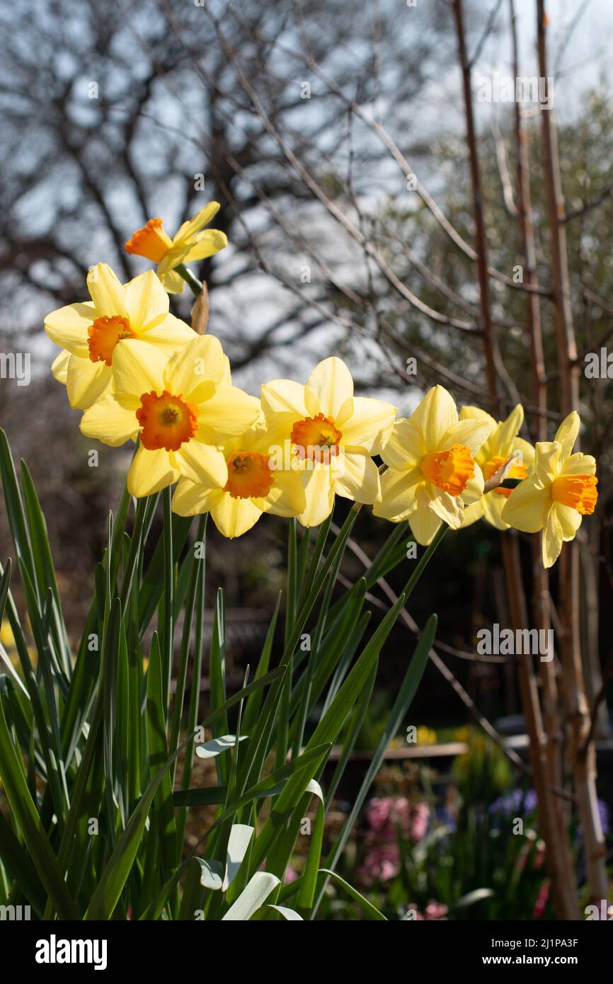 Large cupped daffodil red devon hires stock photography and images Alamy