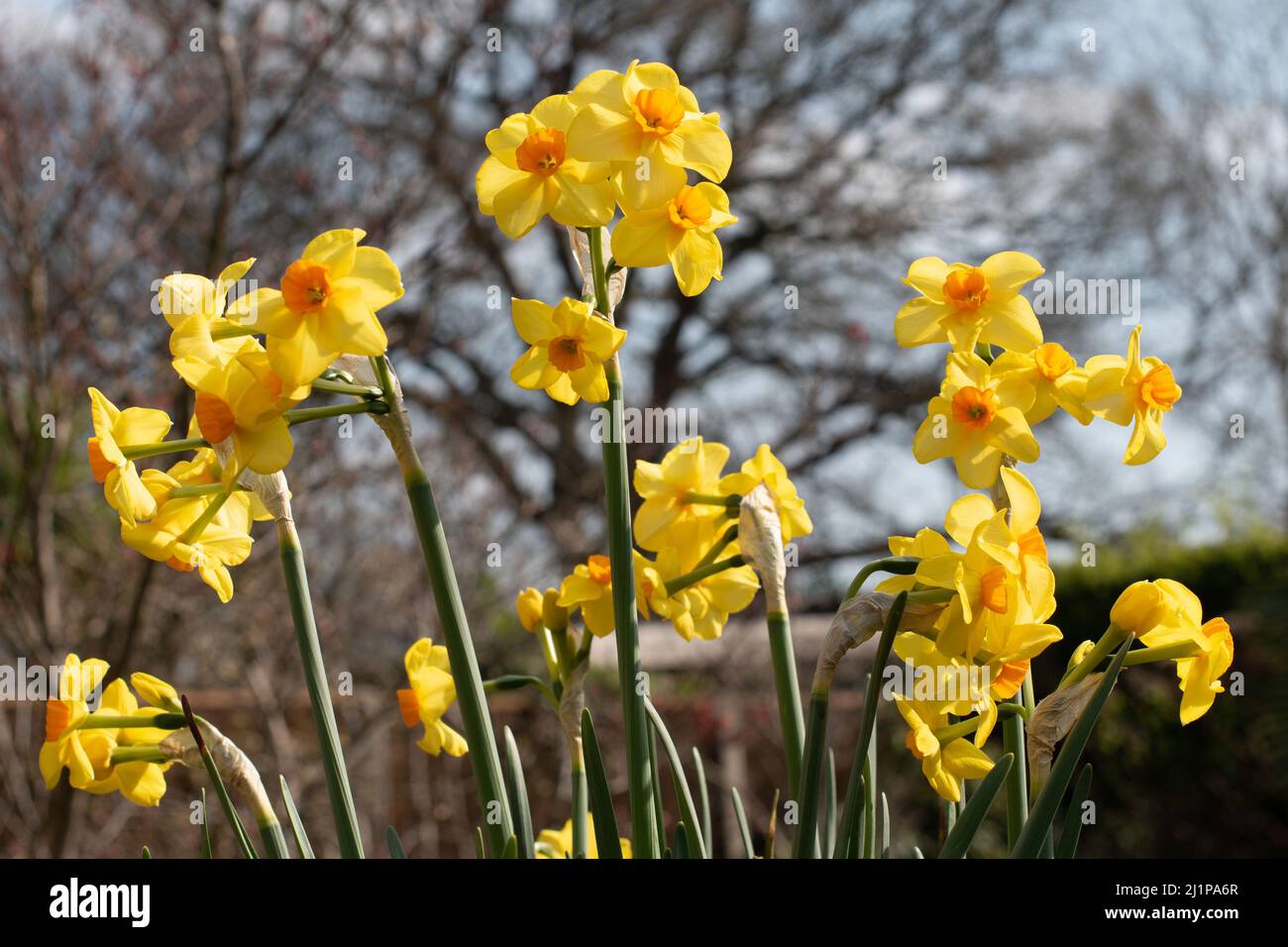 Daffodil (Narcissus) Martinette Stock Photo