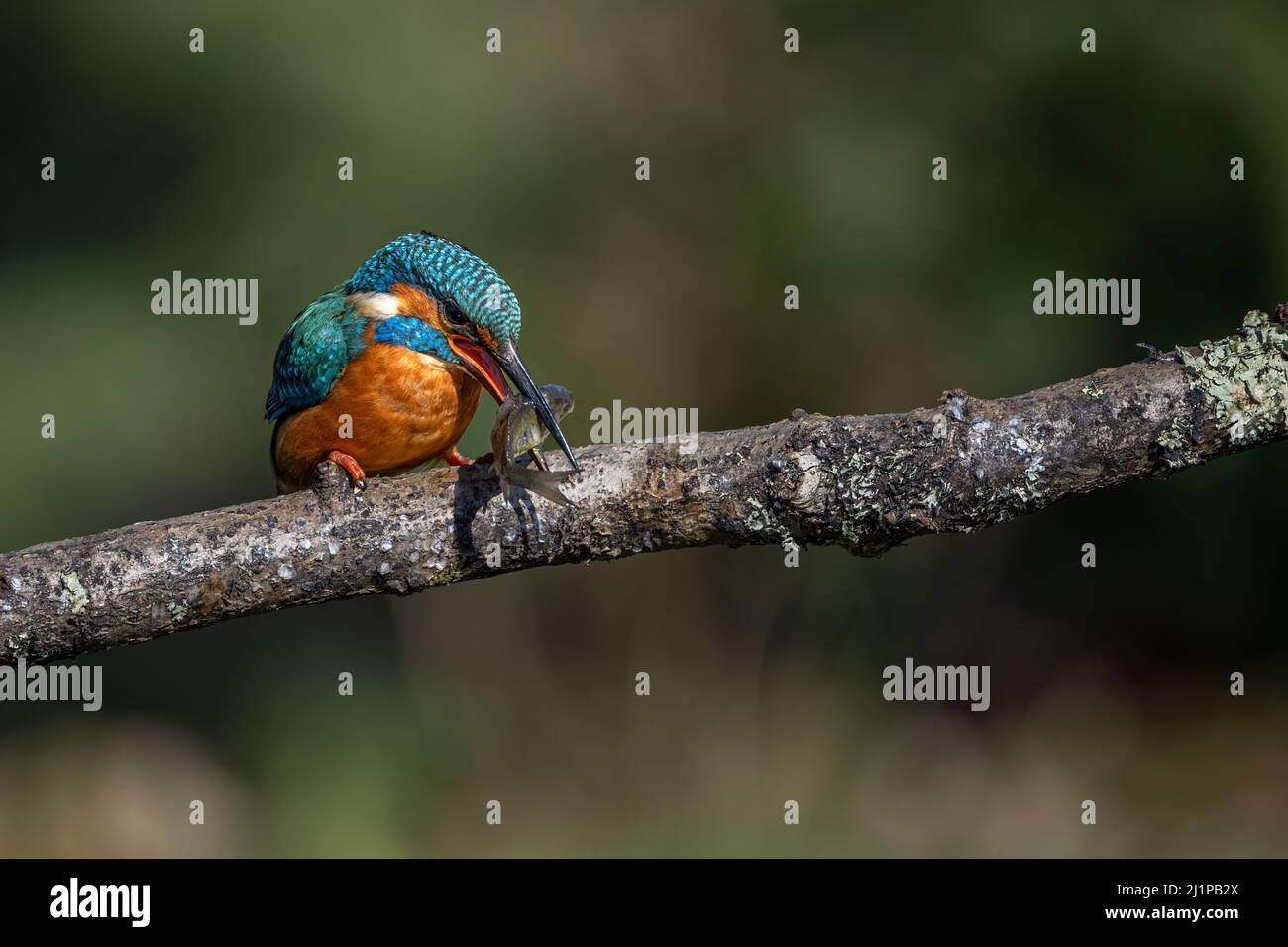 A male common kingfisher (Alcedo Atthis) sits on a branch with a recent catch in his long slender bill. Stock Photo