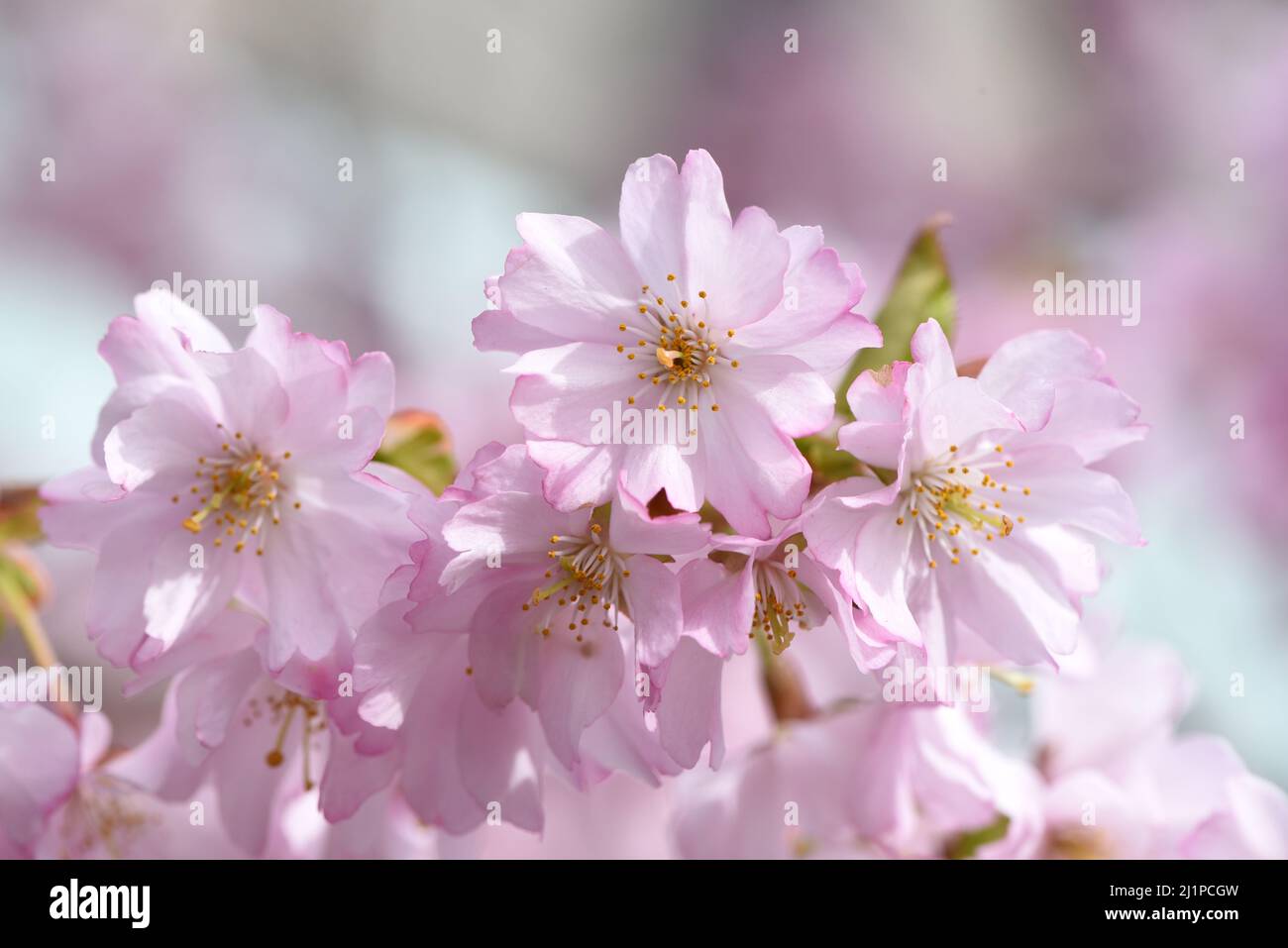 A sure sign of spring, pink cherry blossom flowers on a tree on a street in Victoria, Britsih Columbia, Canada on Vancouver island. Stock Photo