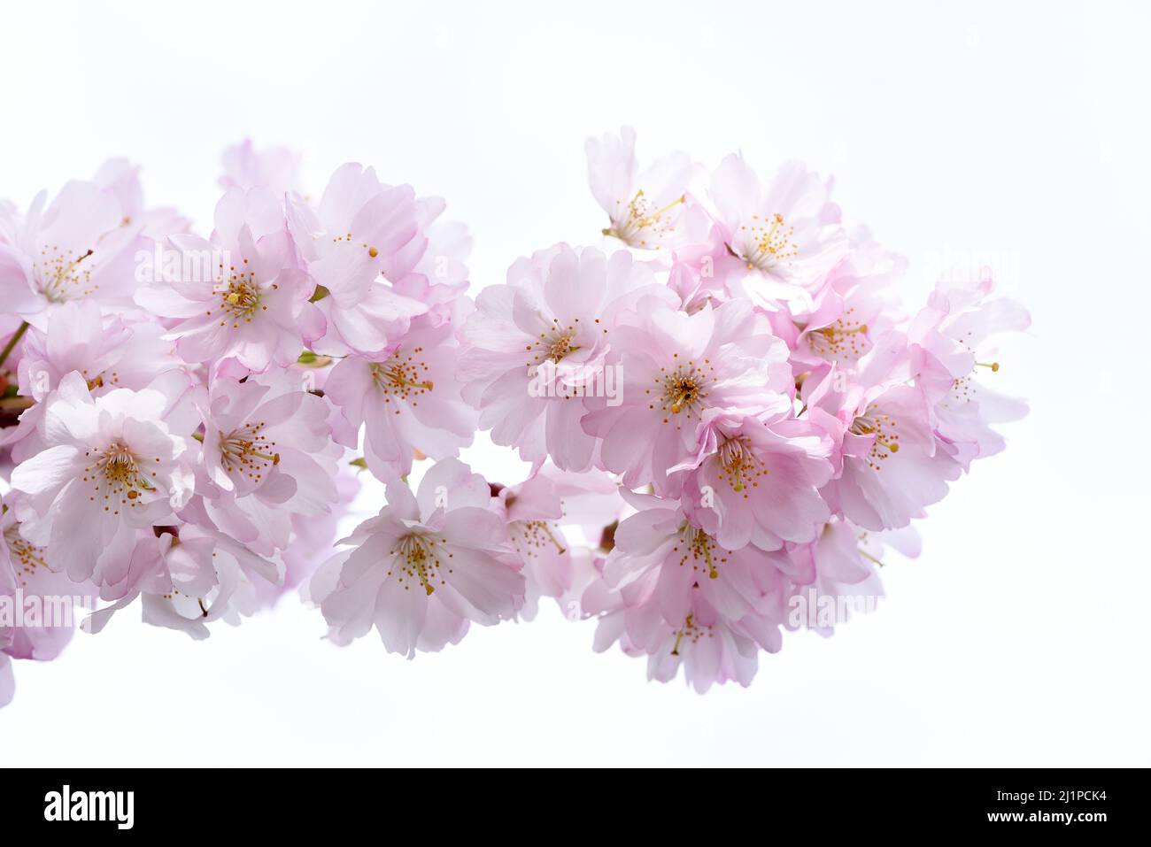 Cherry blossom tree victoria bc hires stock photography and images Alamy