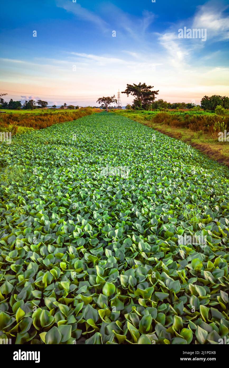 Eichhornia Crassipes hyacinth invasive  leaf aquatic plant river Trinidad Tobago rural central scene Stock Photo