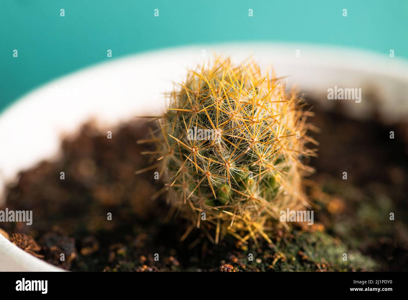 Parodia Erubescens cactus single pot closeup house plant white pot Stock Photo