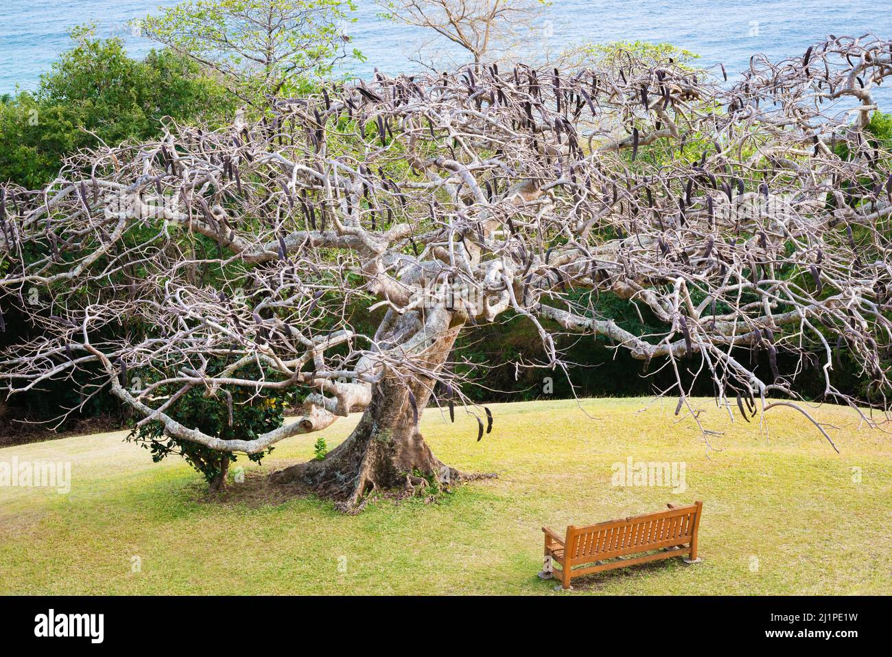 Royal Poinciana tree wooden bench sea view peaceful relaxation park tropical green grass Tobago Stock Photo