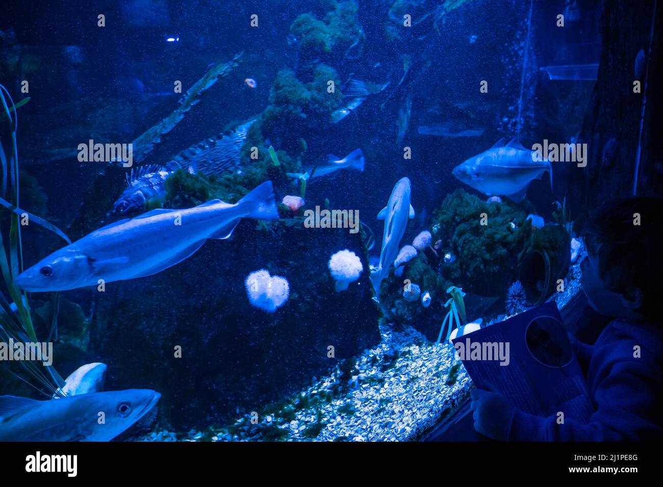 A young child looking at an aquarium of pollack, whiting and coalfish ...