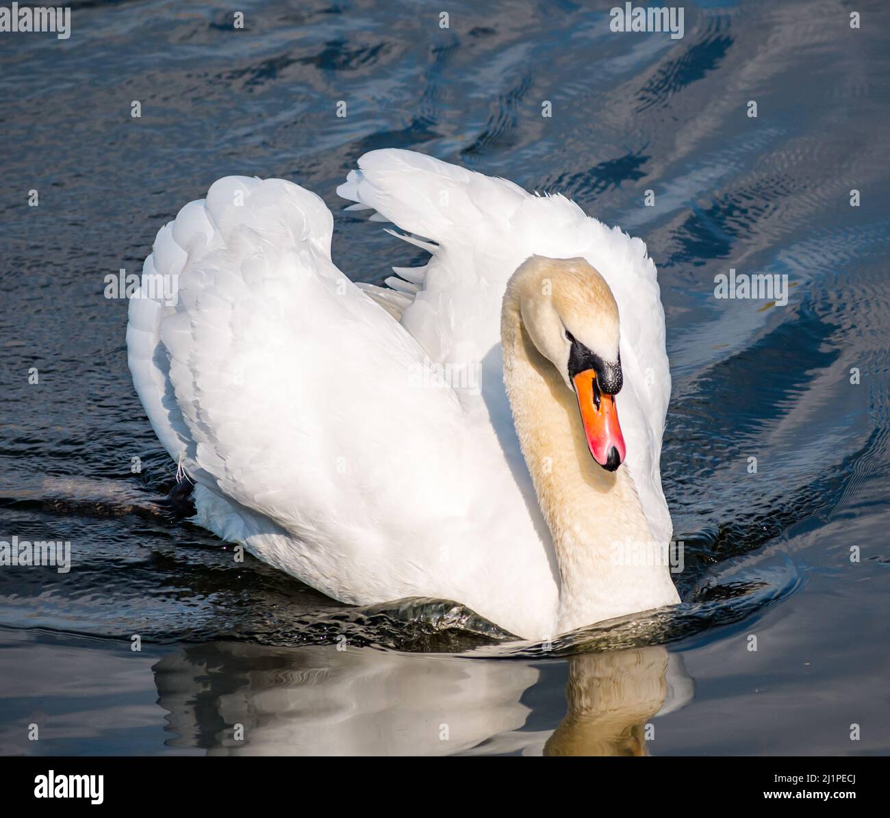 A male cob swan swimming with open wings in a reservoir in sunshine, Scotland, UK Stock Photo
